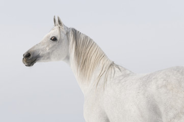 Obraz na płótnie Canvas biały koń portret Arabian