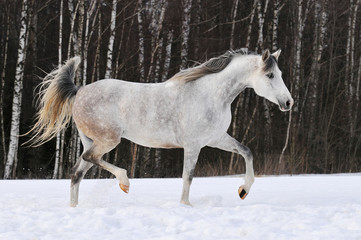 Obraz na płótnie Canvas beautiful white Tersk horse runs on the snow
