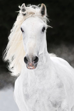 White Lipizzaner Horse Runs Gallop In Winter