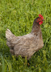chicken in the grass