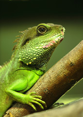green iguana on tree branch
