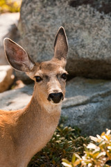 Deer portrait