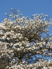Magnolia blanc