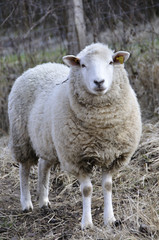 Mouton