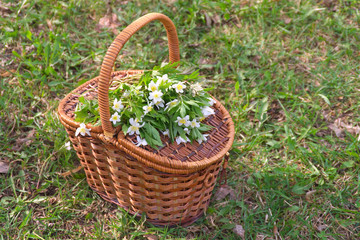 Fototapeta na wymiar Wicker basket with white flowers on green grass