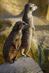 Zwei Erdmännchen