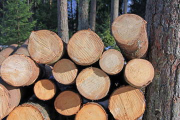 Pine Logs Stacked by Pine Tree