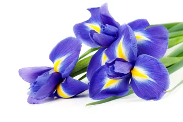 Deurstickers Iris iris boeket