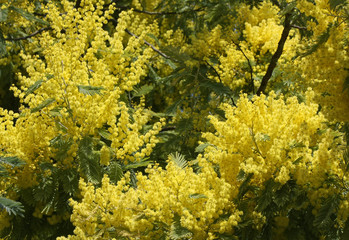 Fototapeta premium mimosa