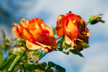 Obraz premium Frühlingsrosen