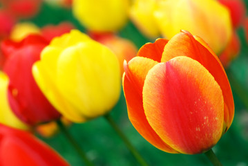 Obrazy na Plexi  Czerwone i żółte tulipany