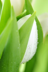 Obraz na płótnie Canvas White Tulip