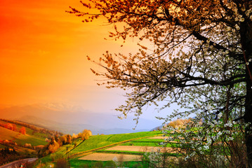 Blooming cherry tree