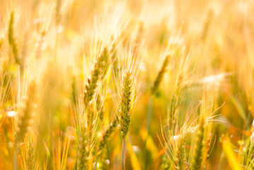 Ripe wheat background