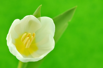 White Tulip