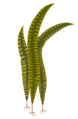 Japanese kelp (Laminaria). Vector illustration on white backgrou - obrazy, fototapety, plakaty