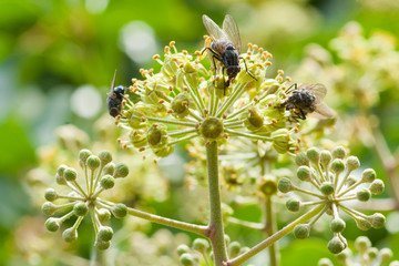 Flies on Common Ivy Flowers