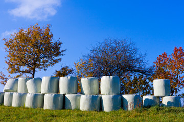 Haylage bales left outdoors for fermentation.