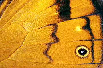 Butterfly wing, Common Brown, Heteronympha merope