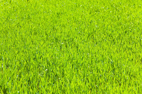 spring green grass (nature background)