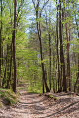 Fototapeta na wymiar Path through the beautiful spring forest