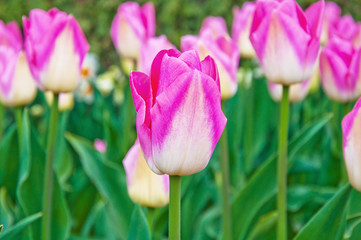 Pink Tulips