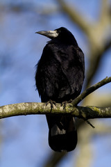 Vertical shot of a rook