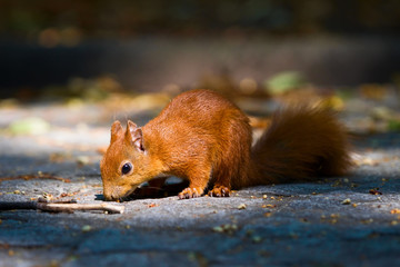 Red young squirrel on the pavement in Warsaw Royal Baths park