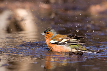 Chaffinch bathing in the water