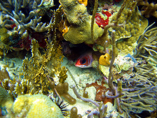 Squirrelfish, Holocentrus adscensionis hidden in a coral reef, Bocas del Toro, Caribbean sea, Panama