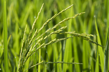 Paddy Field