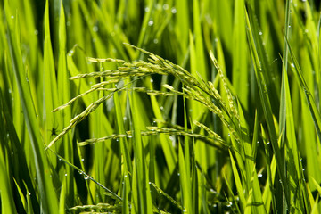 Paddy Field
