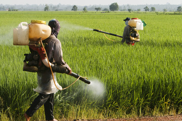Asia Paddy Field