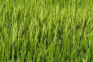 Paddy Field