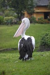 a stork on grass