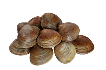 Gordijnen Clams © Le Do