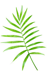 Palm Leaf