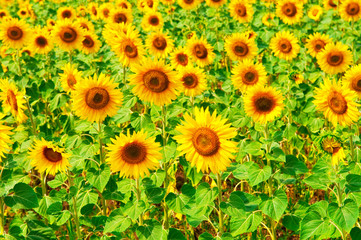 Fototapeta na wymiar sunflower field .