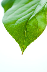 Green leaf