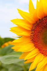 Crédence de cuisine en verre imprimé Tournesol sunflower field .