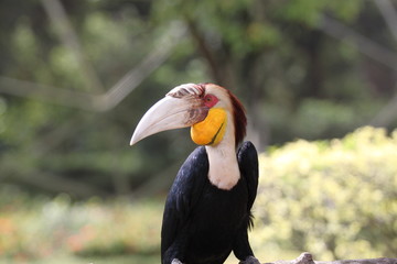 the long bill bird