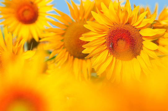 sunflower field .