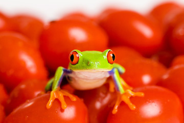 Frog on a tomato