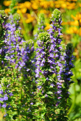 Guensel - Blue bugle 05