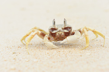 Crab on a beach