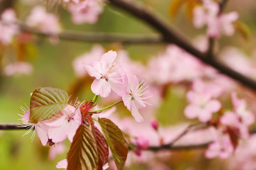 Spring sakura