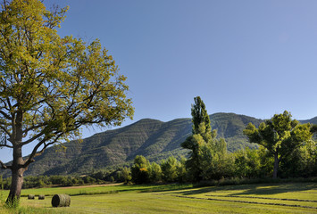 Fototapeta premium Les foins en Provence