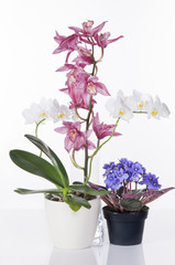 Beautiful flowers in pots over white background