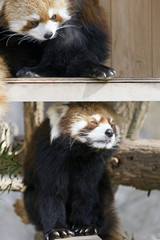 レッサーパンダ　夫婦