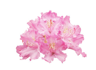 Flowers  rhododendron, isolated